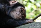 chimpanzé refuge barcelone