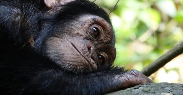 chimpanzé refuge barcelone