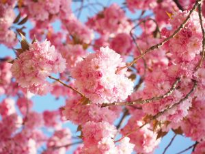 cherry-blossom-1260646_1920