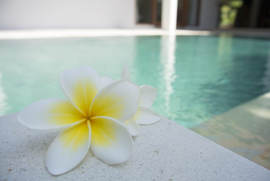 fleur près d'une piscine