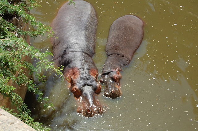 hippopotames