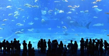 gens regardant un grand aquarium géant