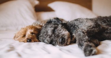 deux chiens dormant sur le côté dans un lit aux draps blancs
