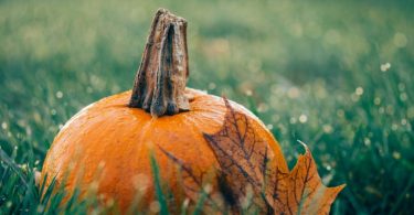 citrouille dans l'herbe