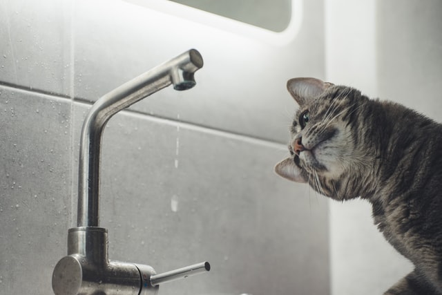 chat regardant un robinet d'eau