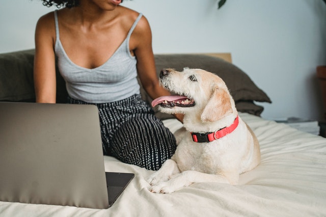 femme dans un lit avec son chien et un laptop